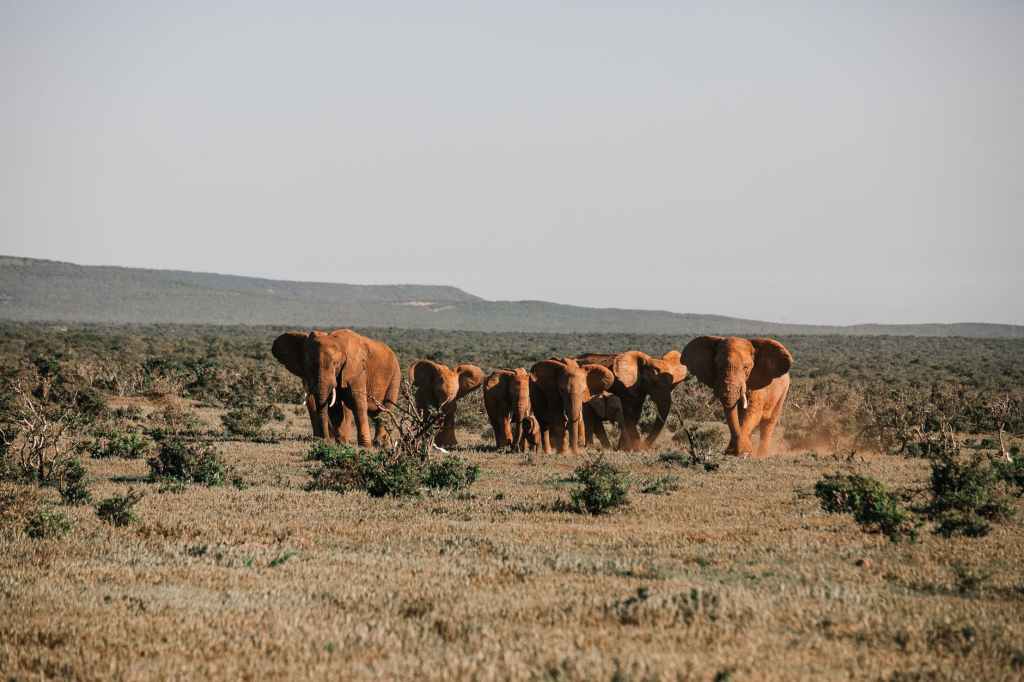 herd of elephants in savanna